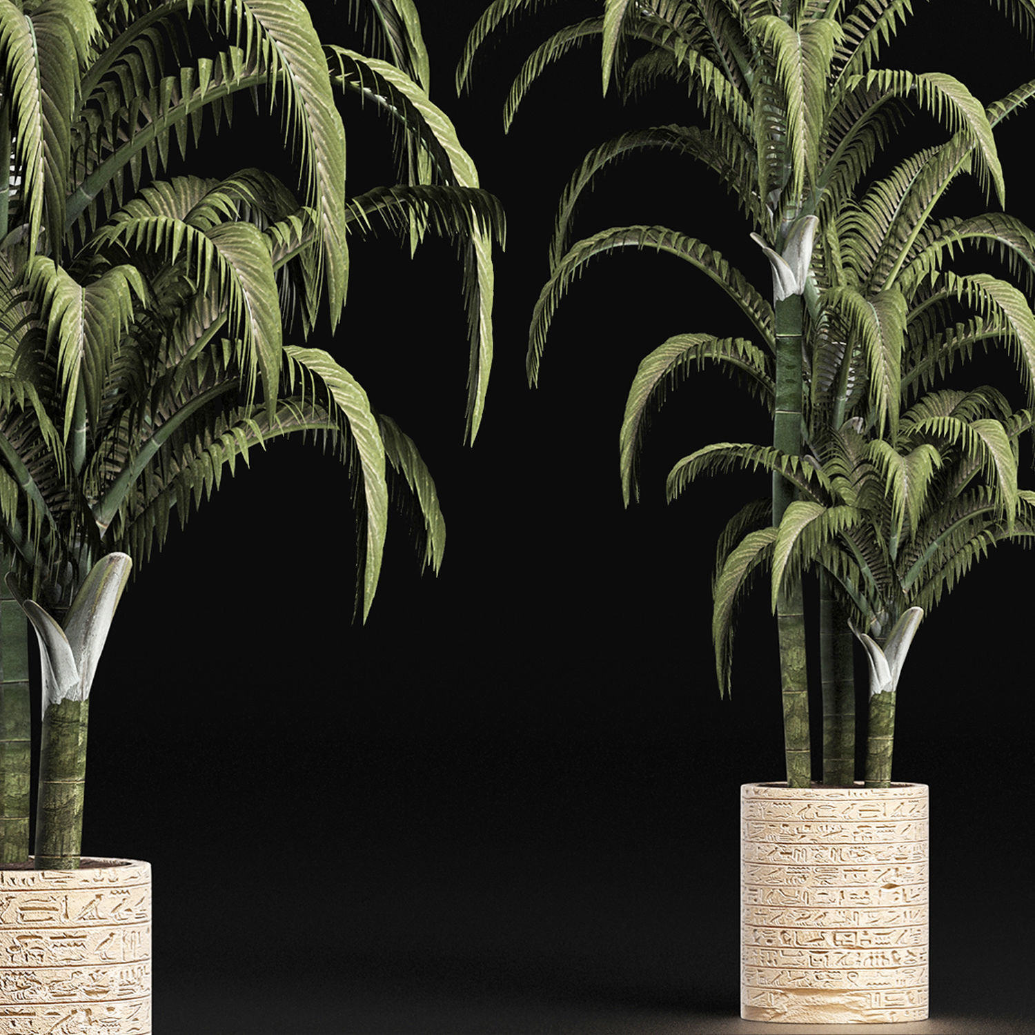 Plants Collection 161 Egyptian Palm 3D model_3