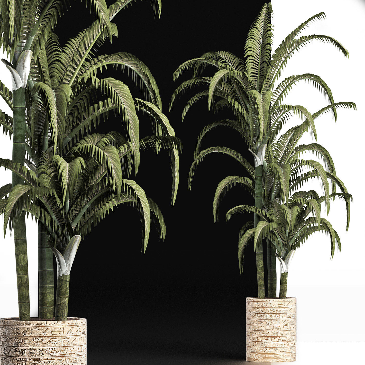 Plants Collection 161 Egyptian Palm 3D model_4