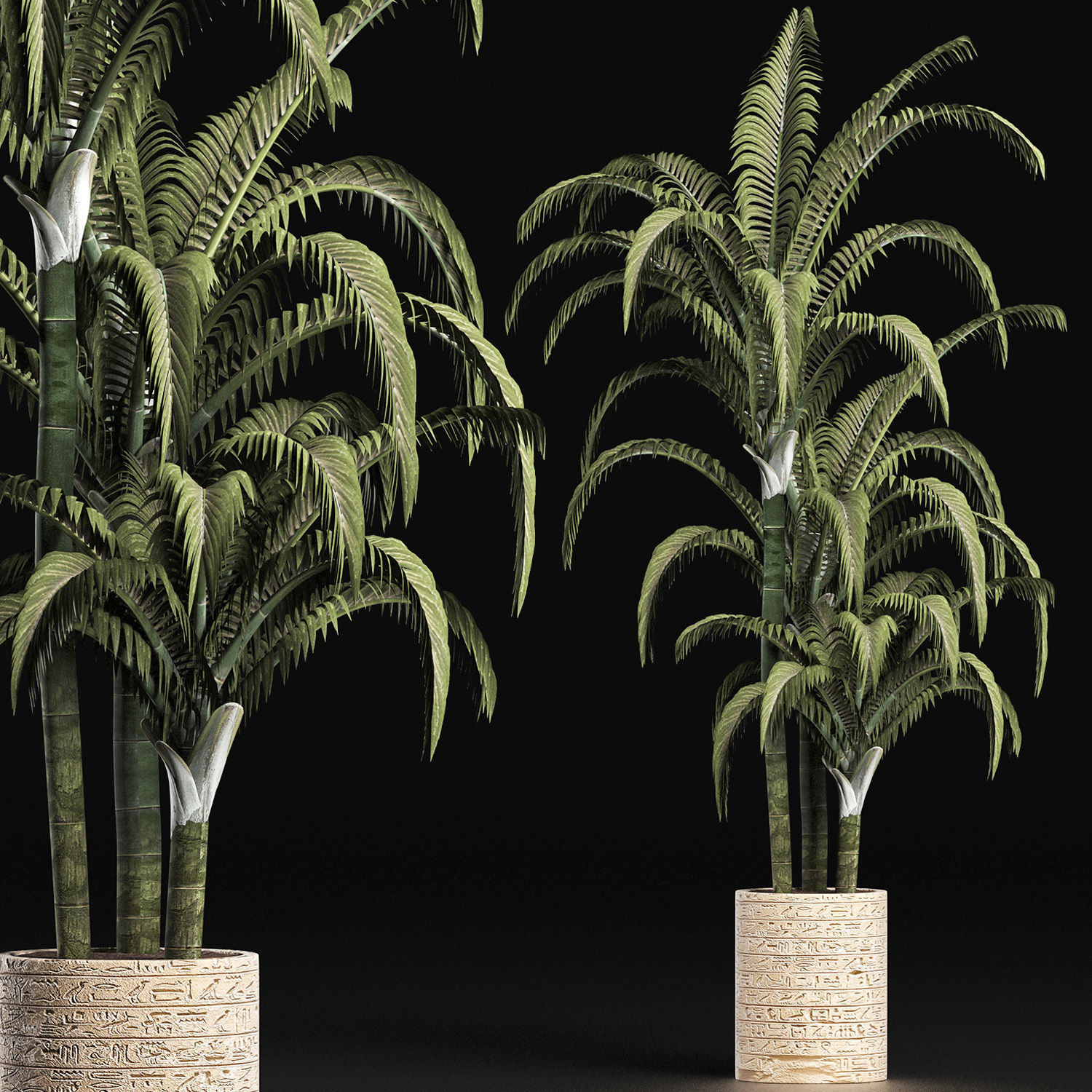 Plants Collection 161 Egyptian Palm 3D model_2