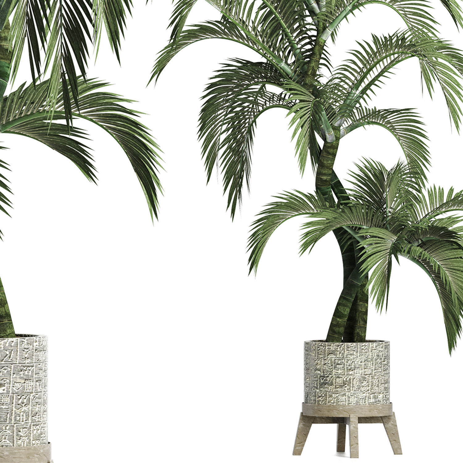 Plants Collection 162 Egyptian Palm 3D model_2