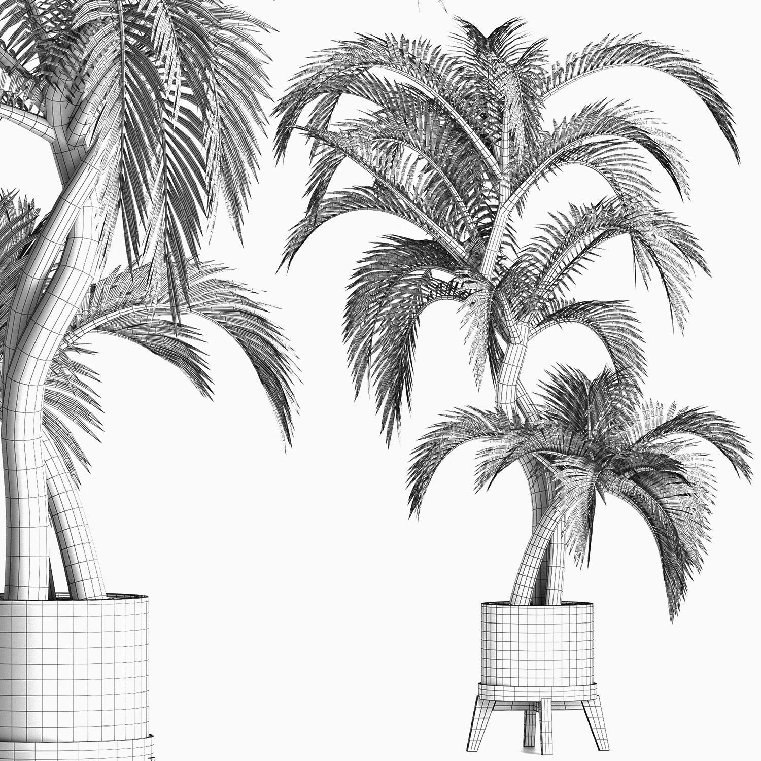 Plants Collection 162 Egyptian Palm 3D model_6