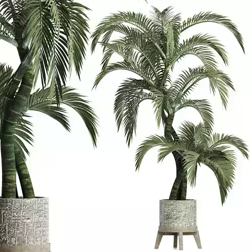 Plants Collection 162 Egyptian Palm 3D model