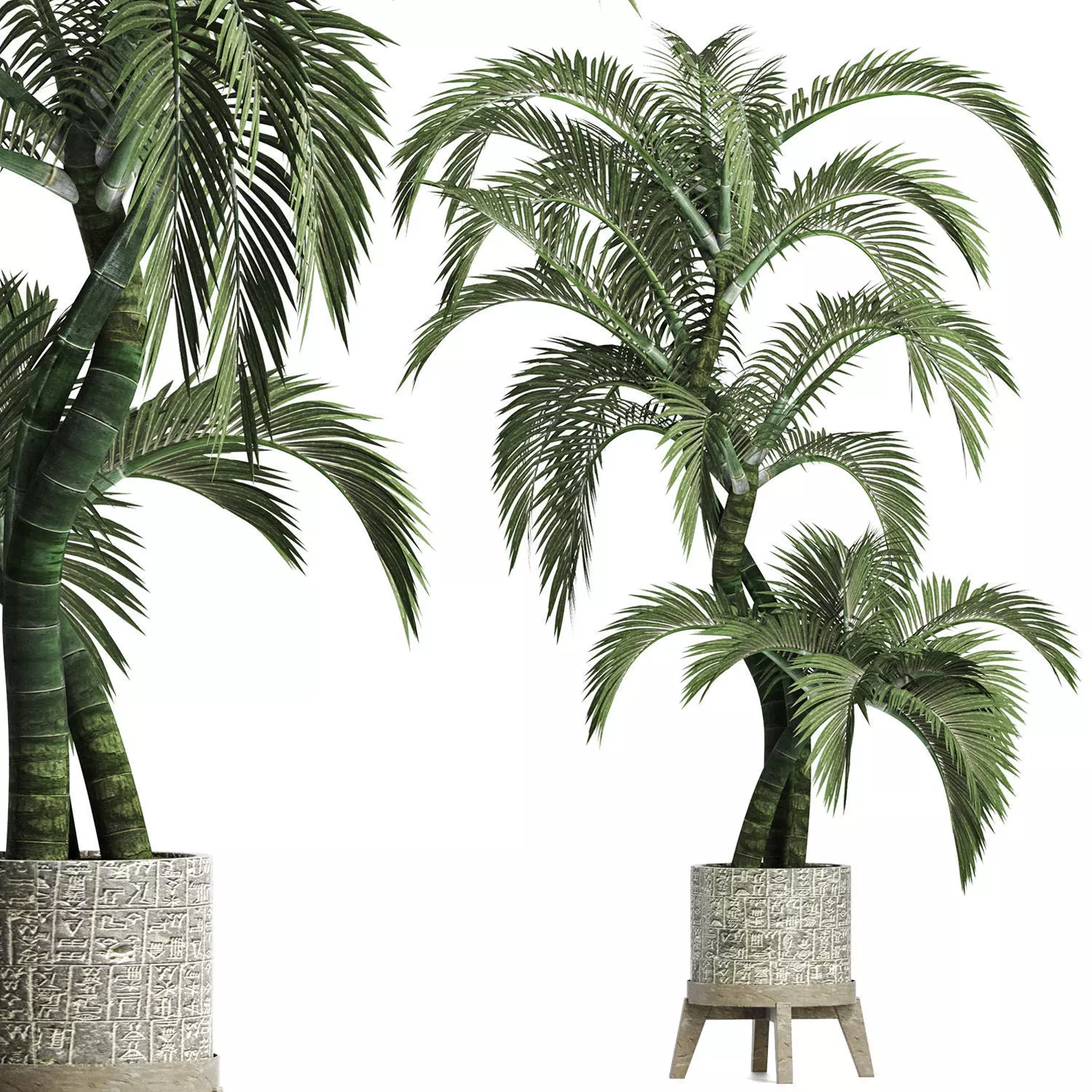 Plants Collection 162 Egyptian Palm 3D model_0