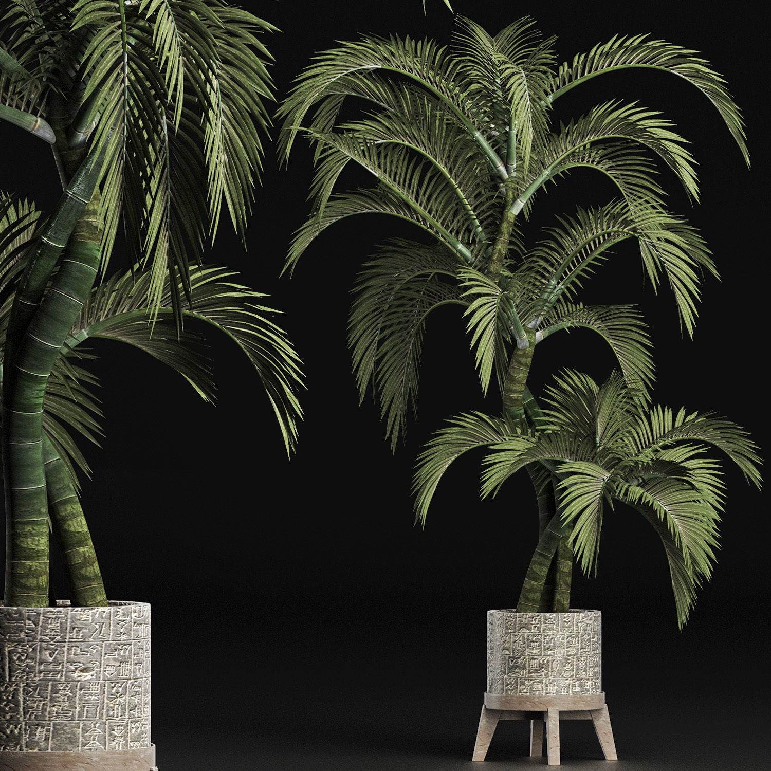 Plants Collection 162 Egyptian Palm 3D model_3