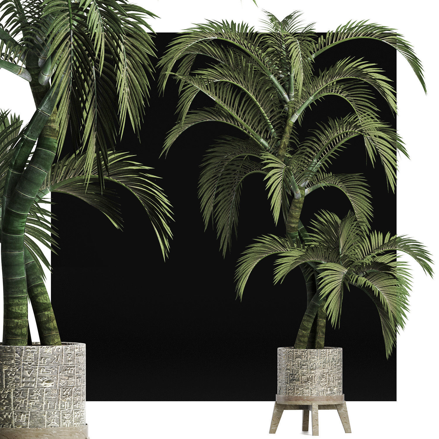 Plants Collection 162 Egyptian Palm 3D model_7