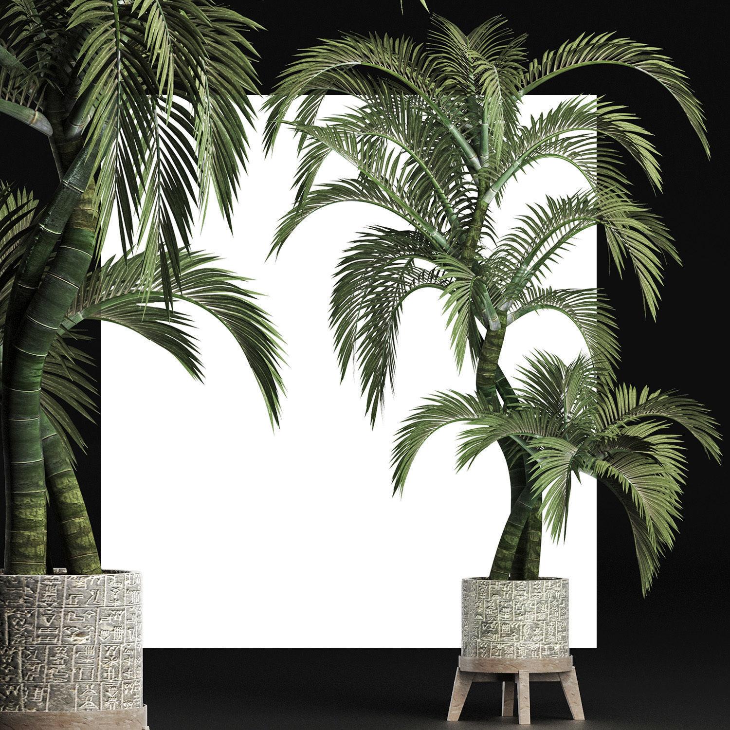 Plants Collection 162 Egyptian Palm 3D model_1