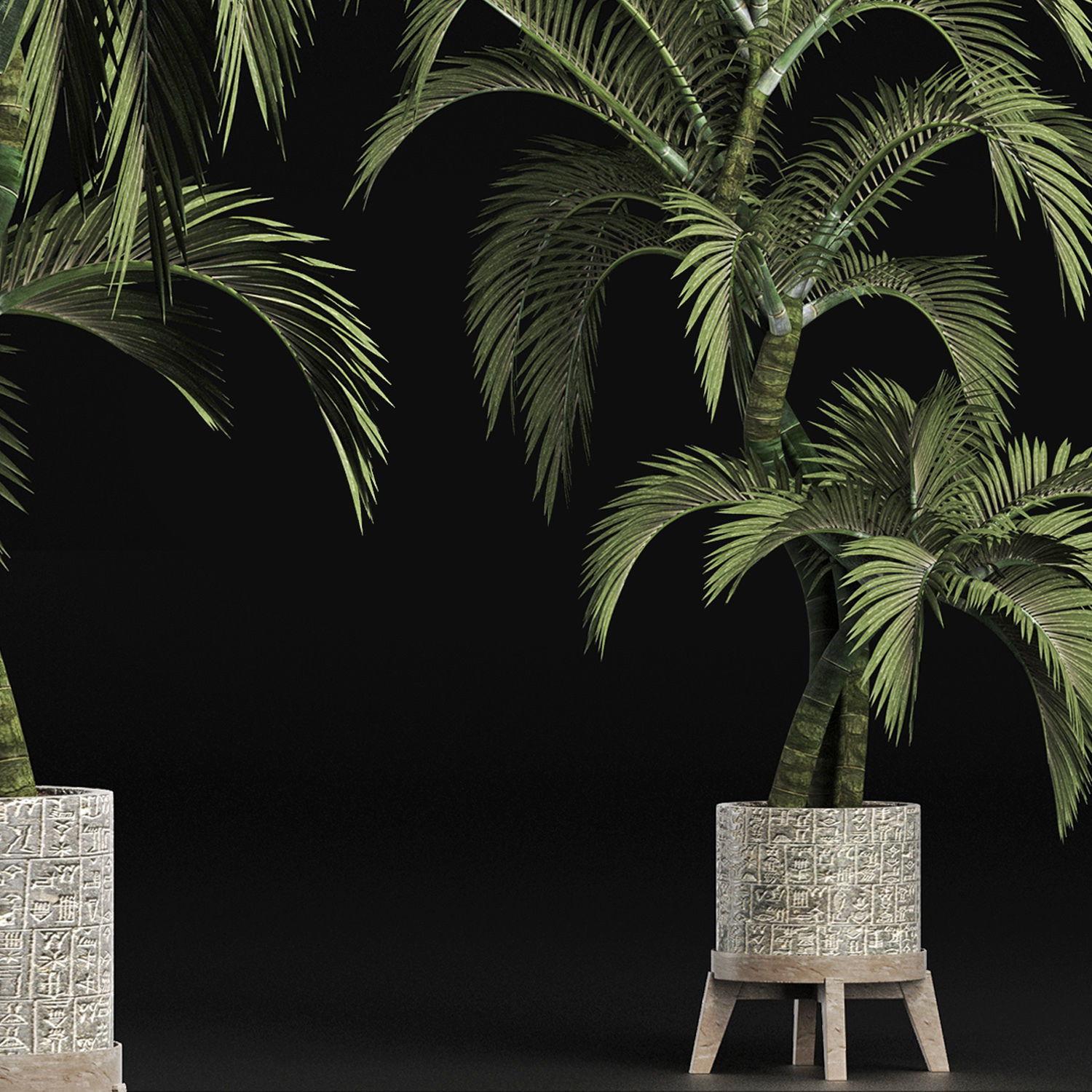 Plants Collection 162 Egyptian Palm 3D model_4