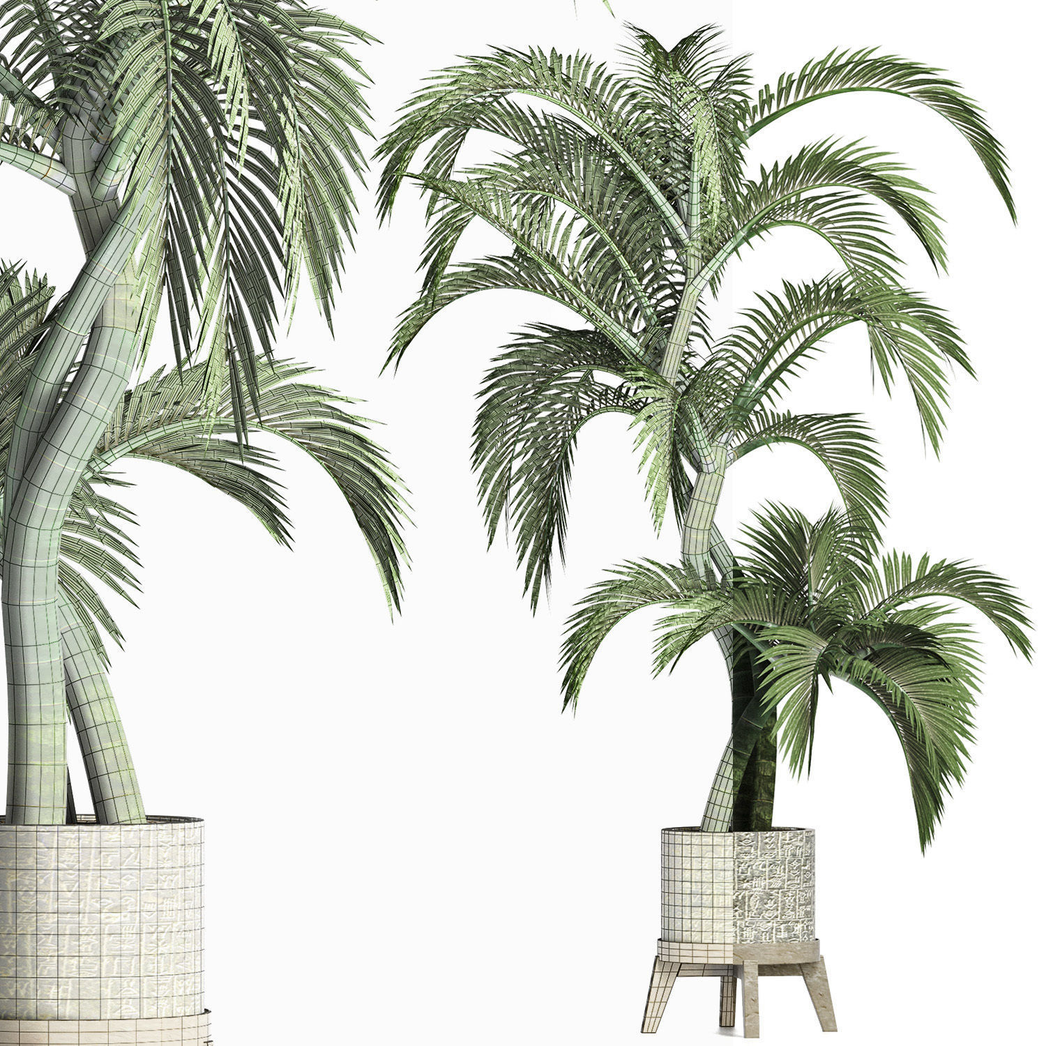 Plants Collection 162 Egyptian Palm 3D model_8