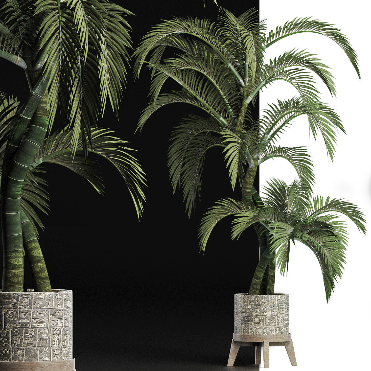 Plants Collection 162 Egyptian Palm 3D model_5