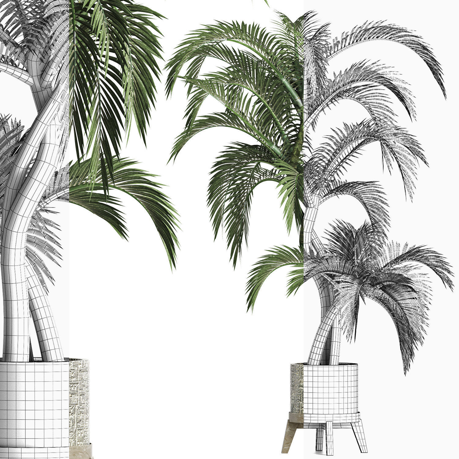 Plants Collection 162 Egyptian Palm 3D model_9