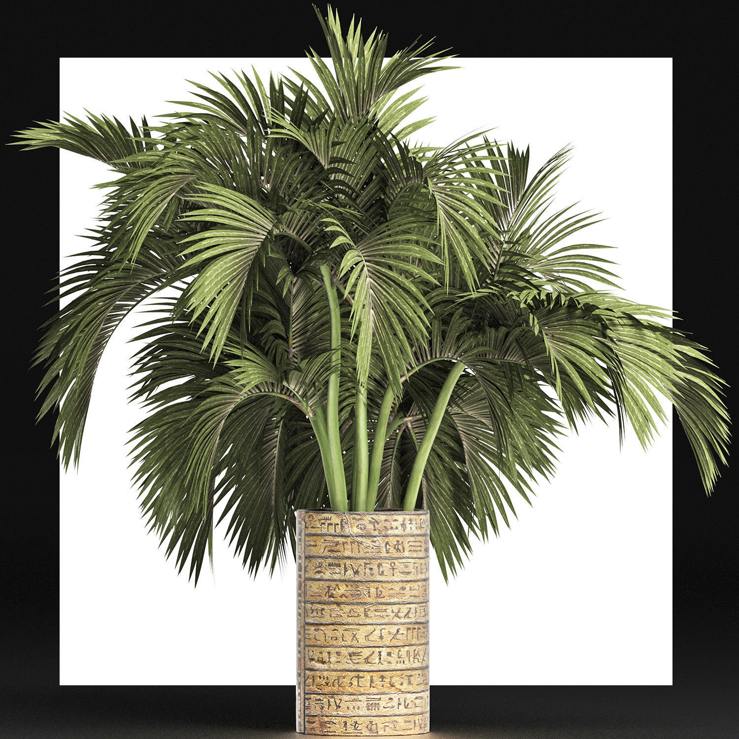 Plants Collection 163 Egyptian Palm 3D model_9
