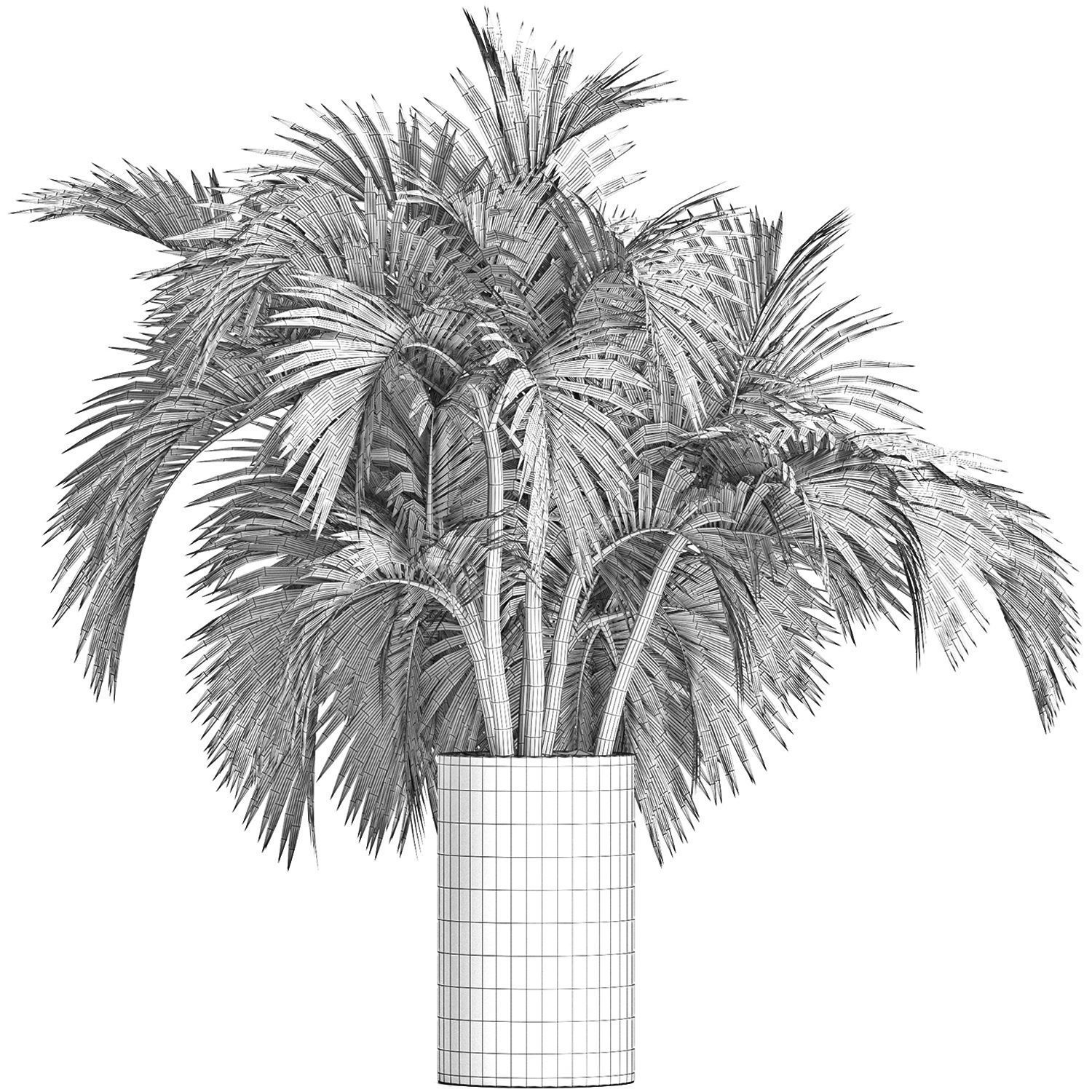 Plants Collection 163 Egyptian Palm 3D model_6