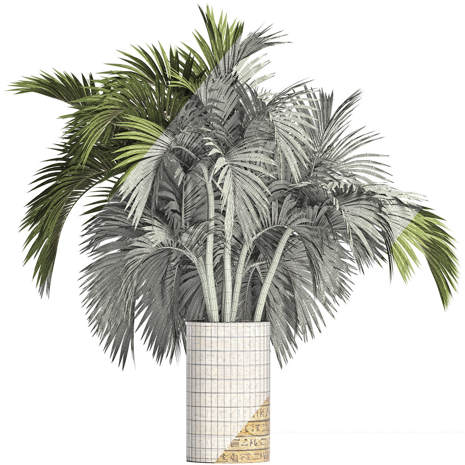 Plants Collection 163 Egyptian Palm 3D model_7