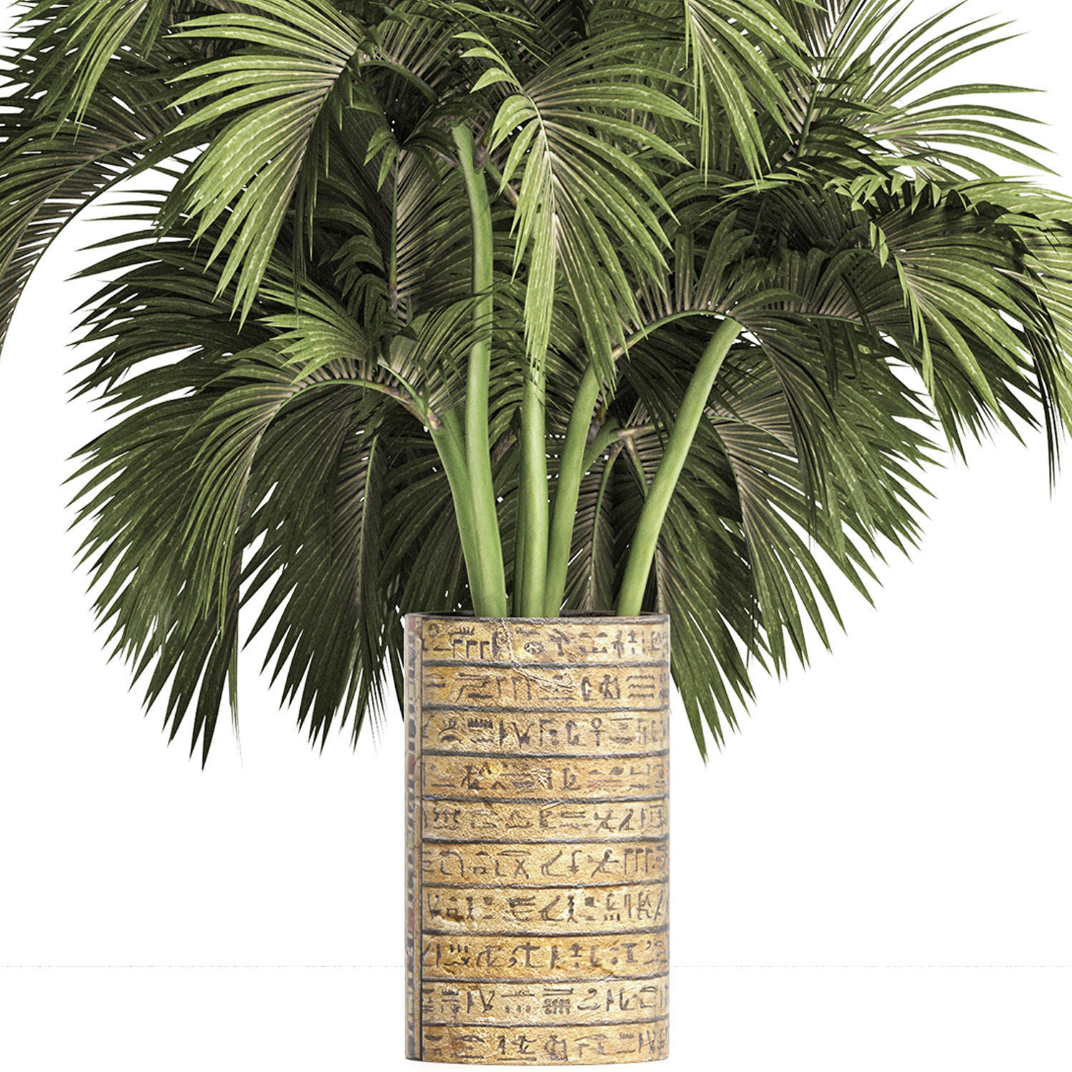 Plants Collection 163 Egyptian Palm 3D model_2