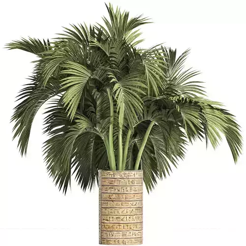 Plants Collection 163 Egyptian Palm 3D model