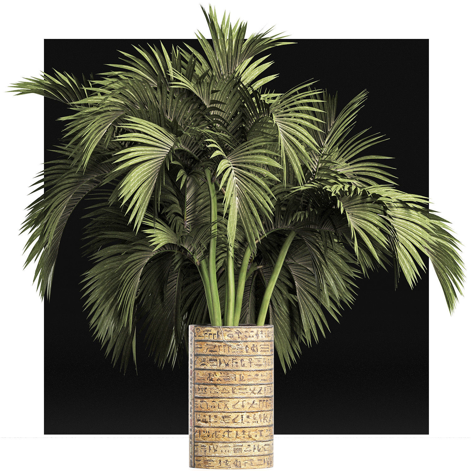 Plants Collection 163 Egyptian Palm 3D model_1