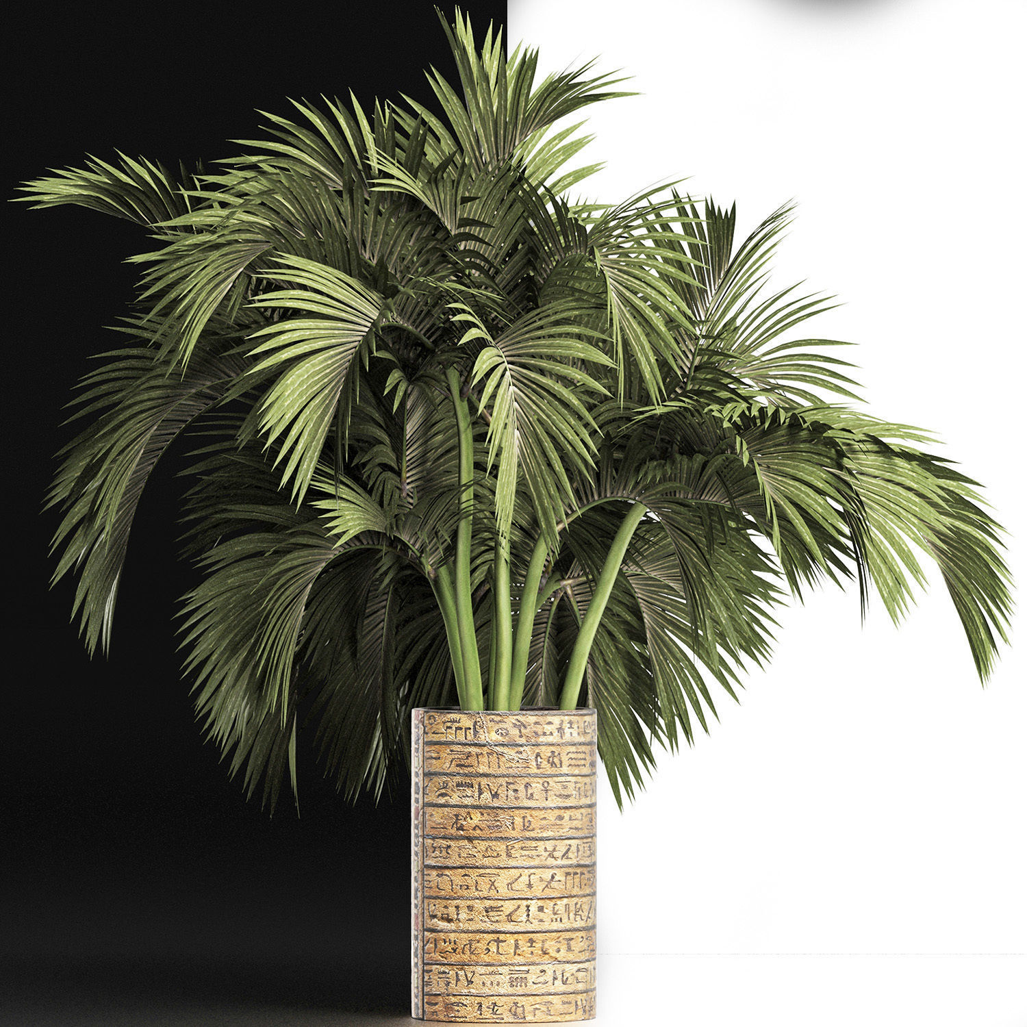 Plants Collection 163 Egyptian Palm 3D model_5
