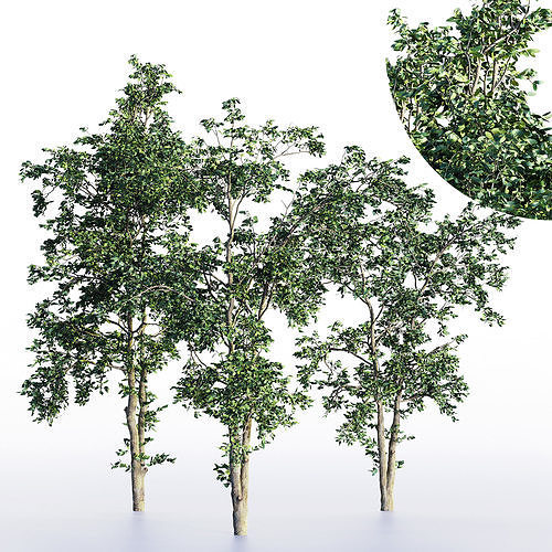 sapling tree collection 3 trees in the scene 3D model