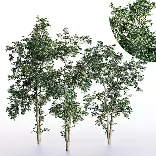 sapling tree collection 3 trees in the scene 3D model