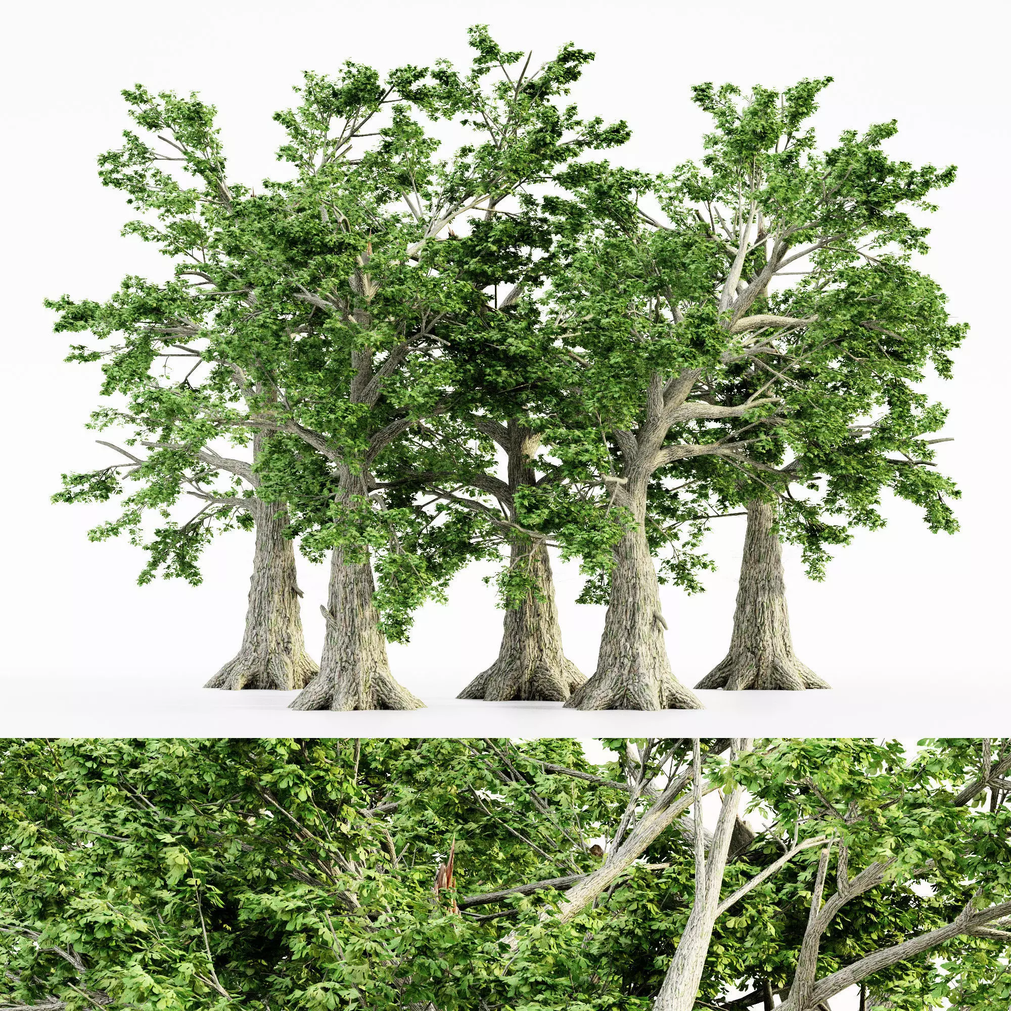 Sassafras tree collection 5 trees in the scene Free 3D model
