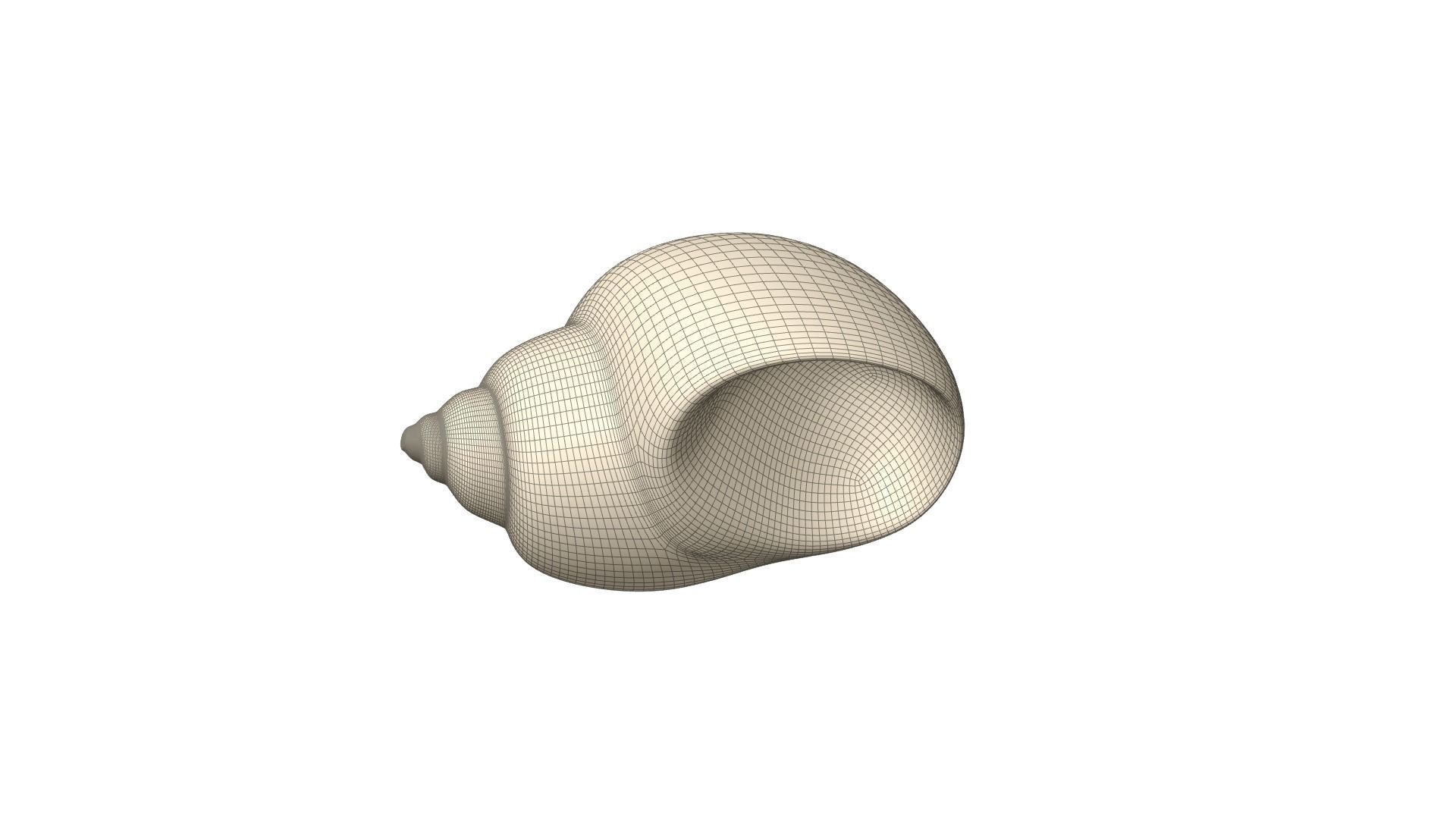 Shell geometry 3D model_11