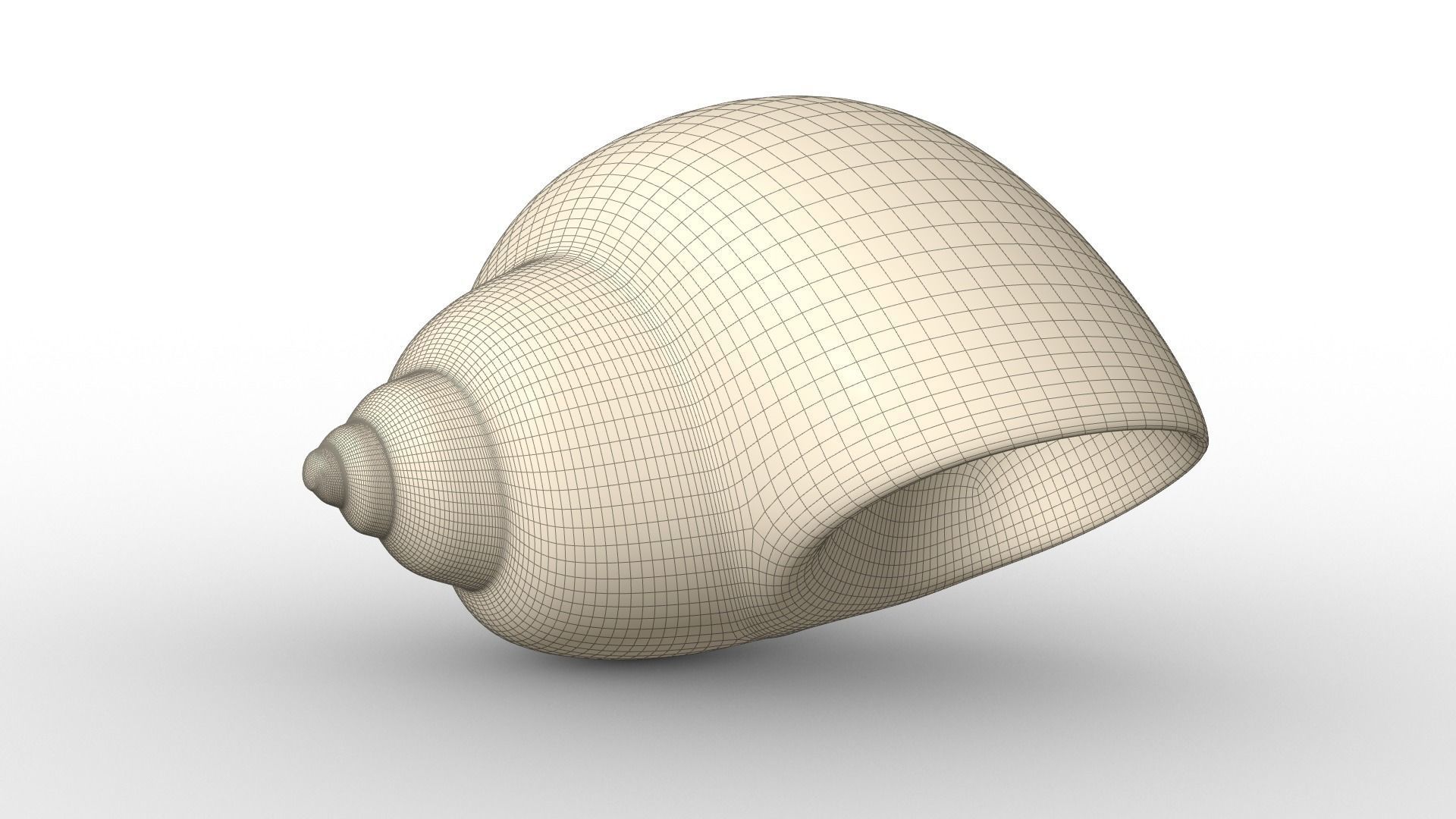 Shell geometry 3D model_3