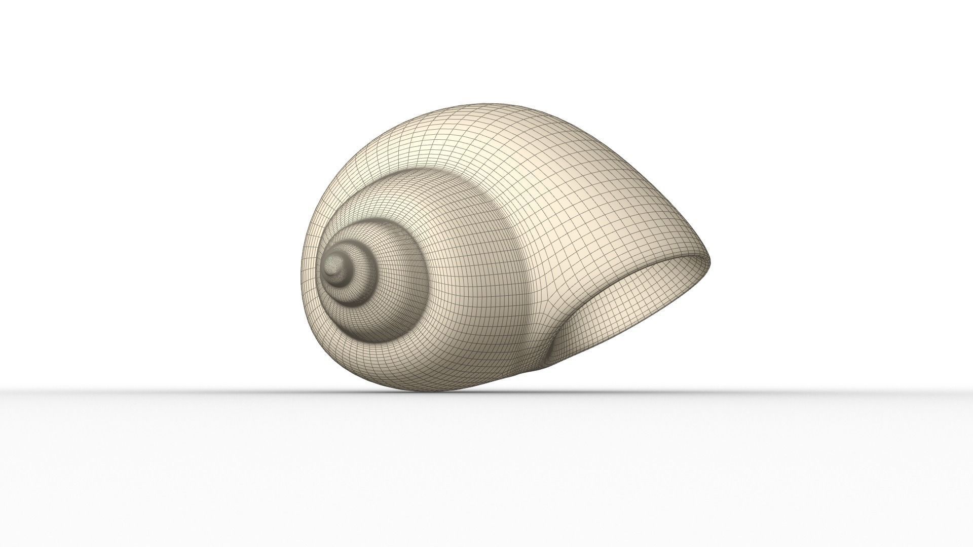 Shell geometry 3D model_5