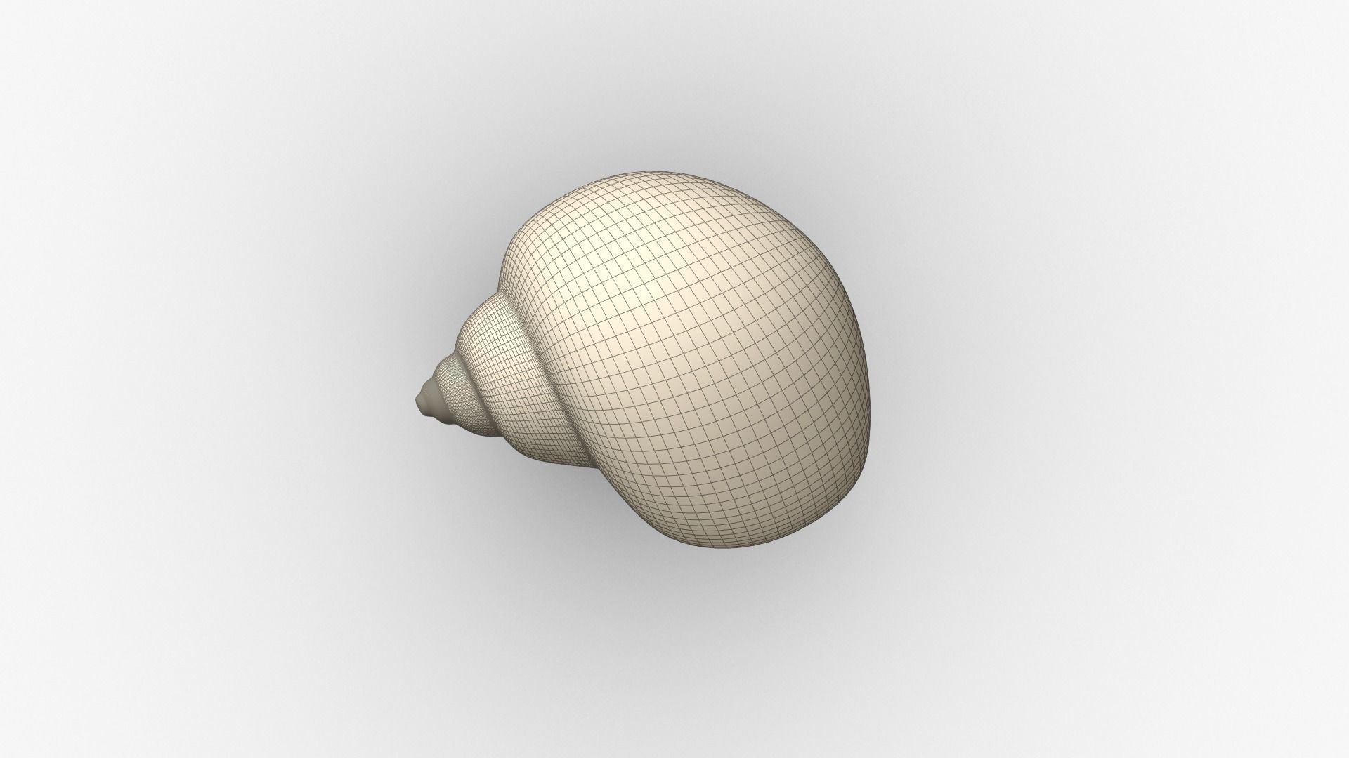 Shell geometry 3D model_9