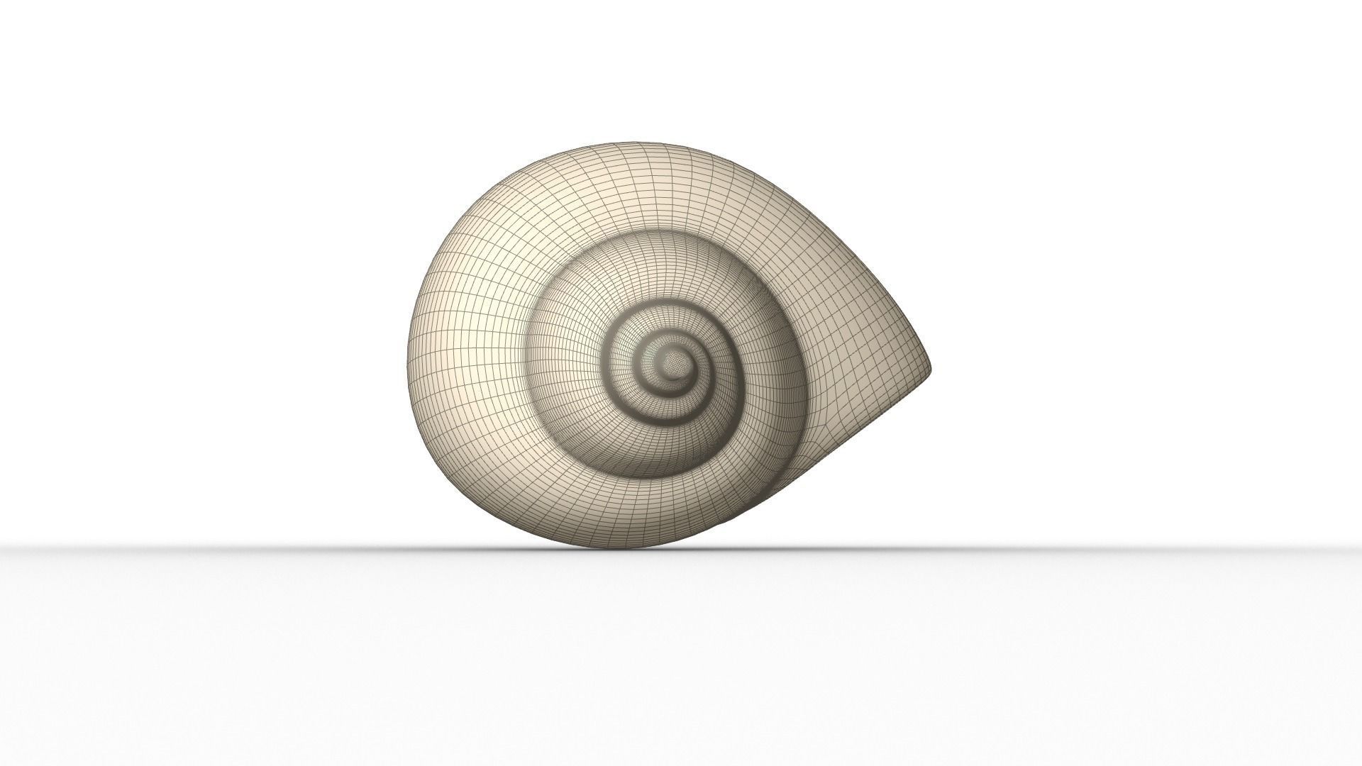 Shell geometry 3D model_7