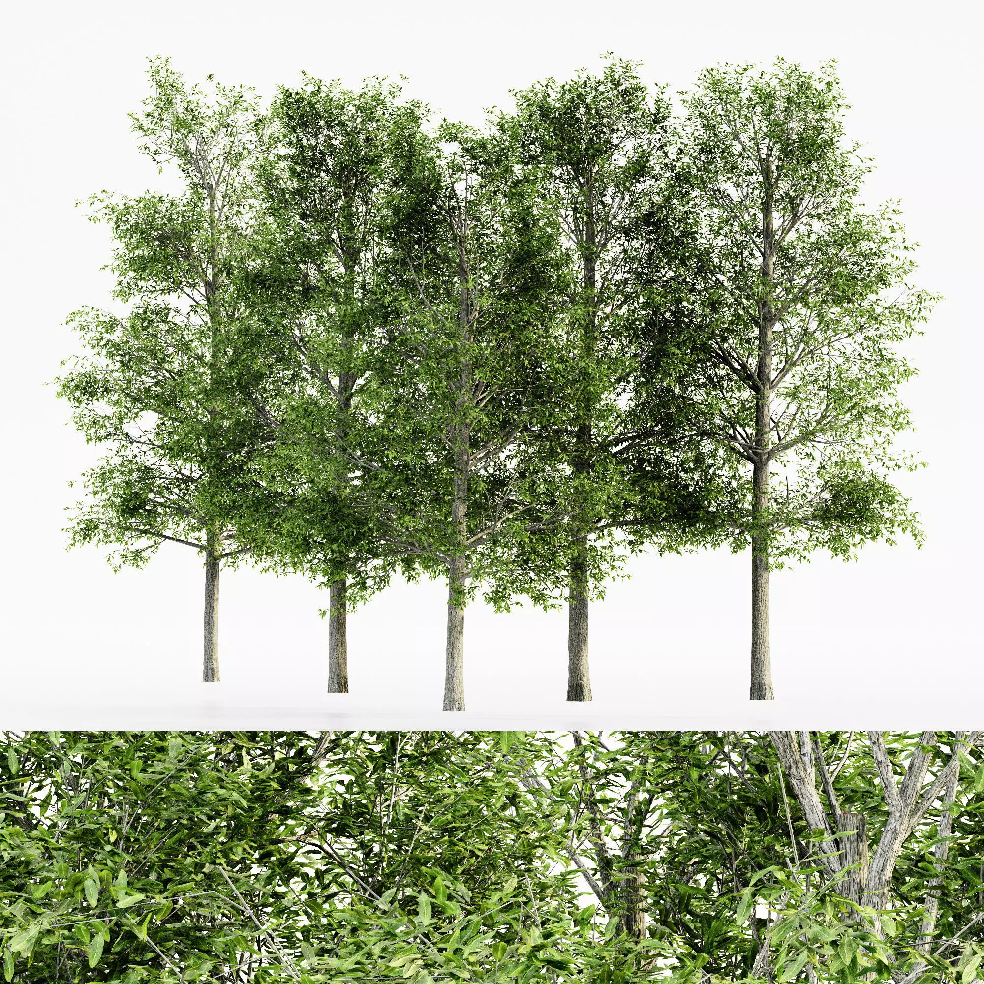 Shingle Oak tree collection 5 trees in the scene 3D model