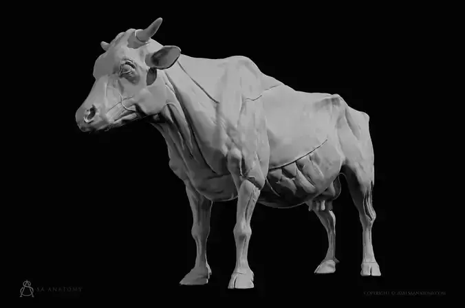 Cow-Bovine Anatomy 3D print model