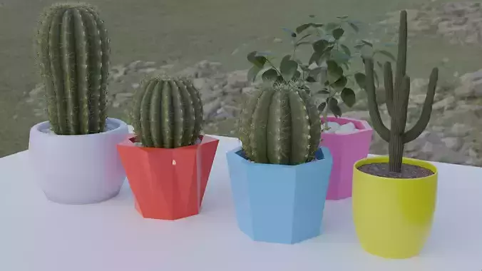 cactus for decoration