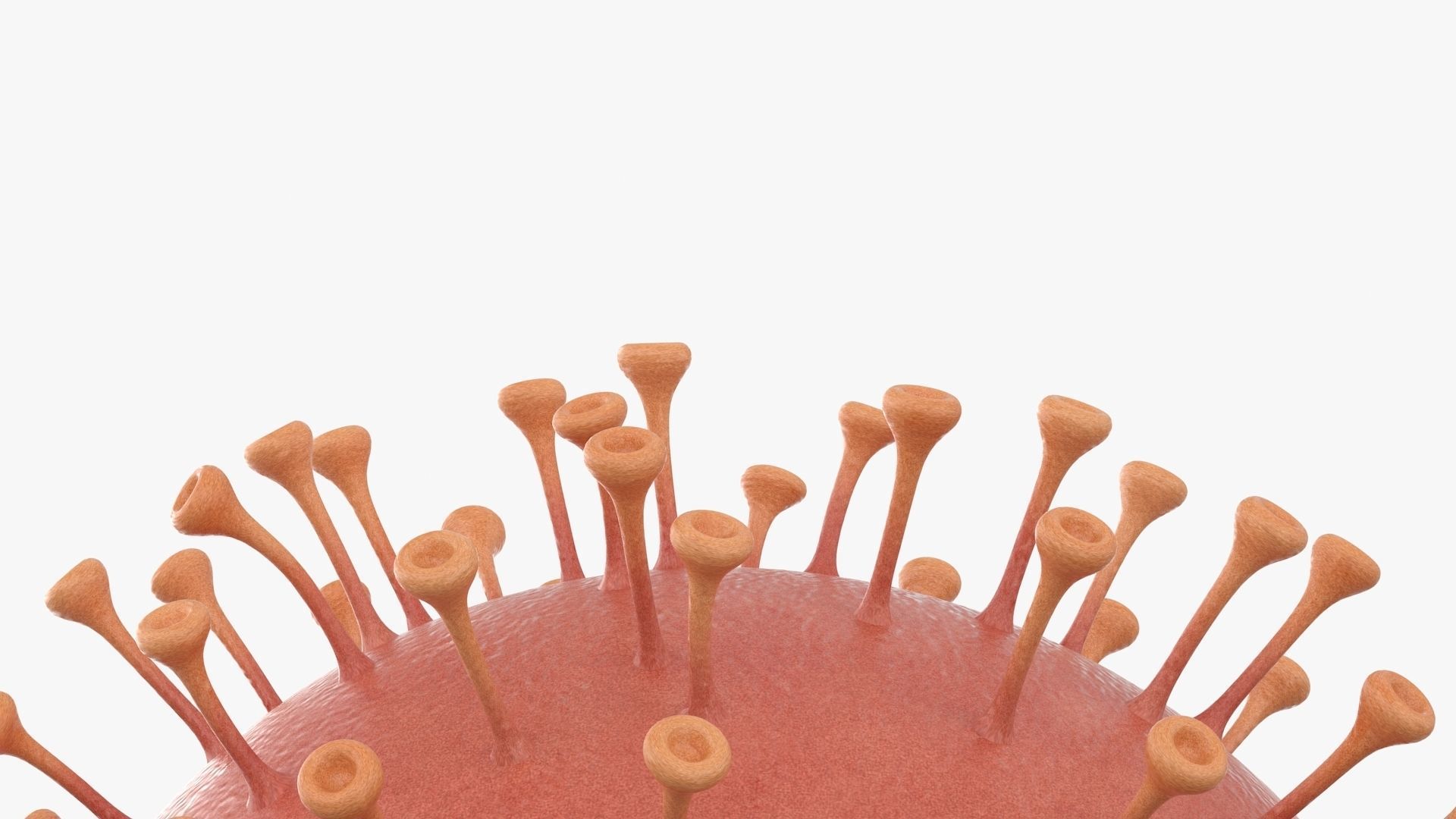 Corona Virus Low-poly 3D model_6