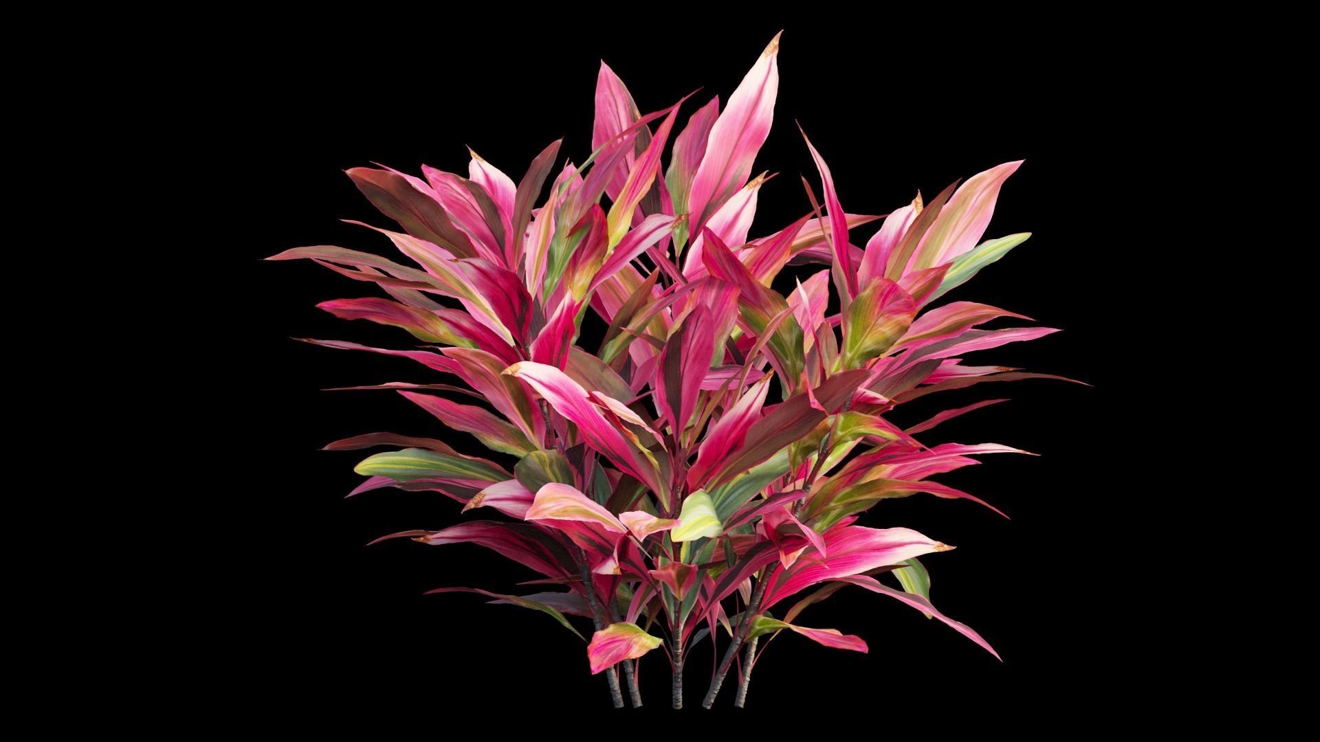 Cordyline Fruticosa plant set 02 Low-poly 3D model_9