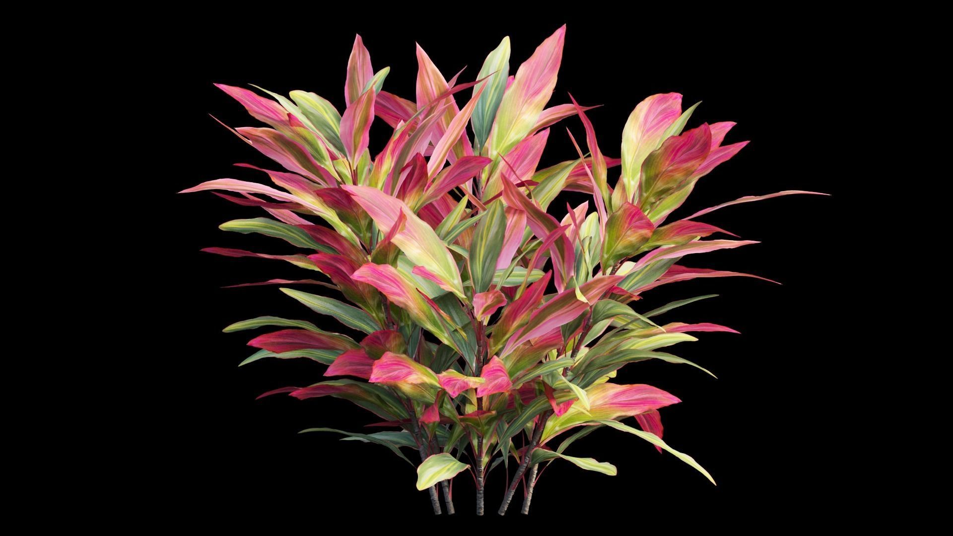 Cordyline Fruticosa plant set 02 Low-poly 3D model_10