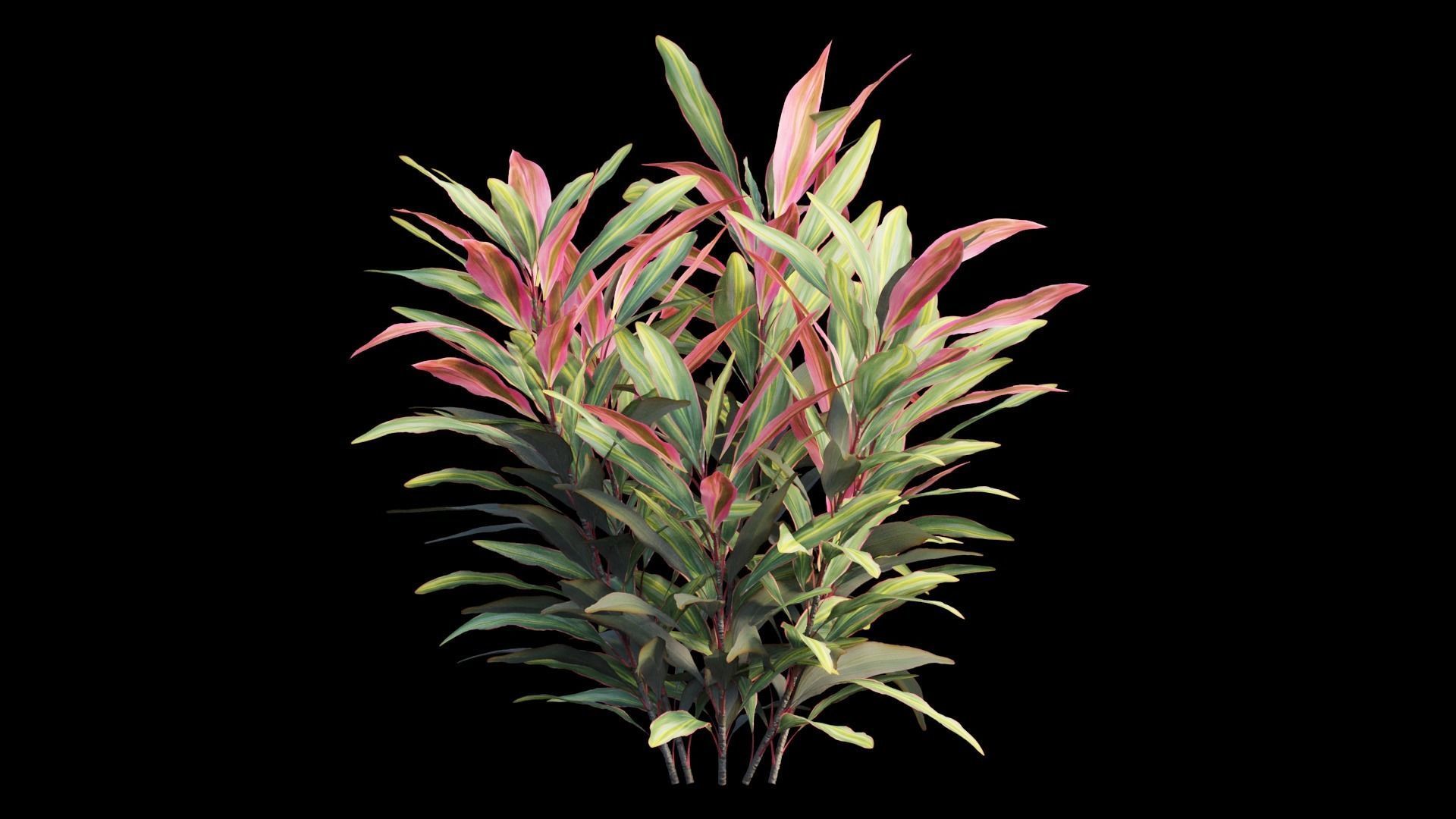 Cordyline Fruticosa plant set 02 Low-poly 3D model_11