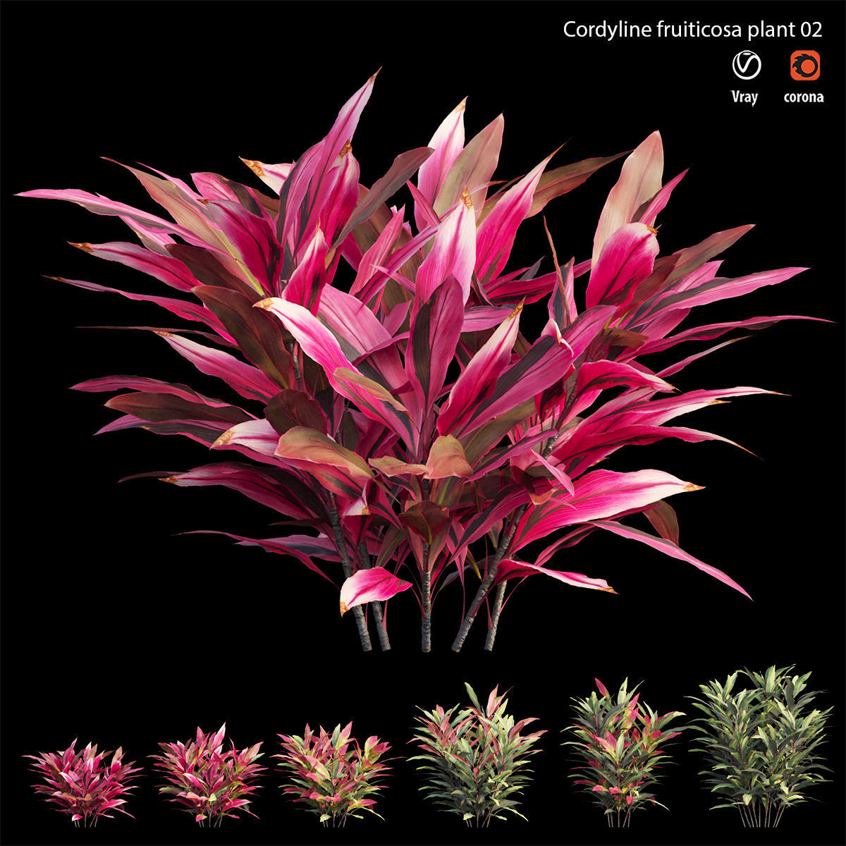 Cordyline Fruticosa plant set 02 Low-poly 3D model_2