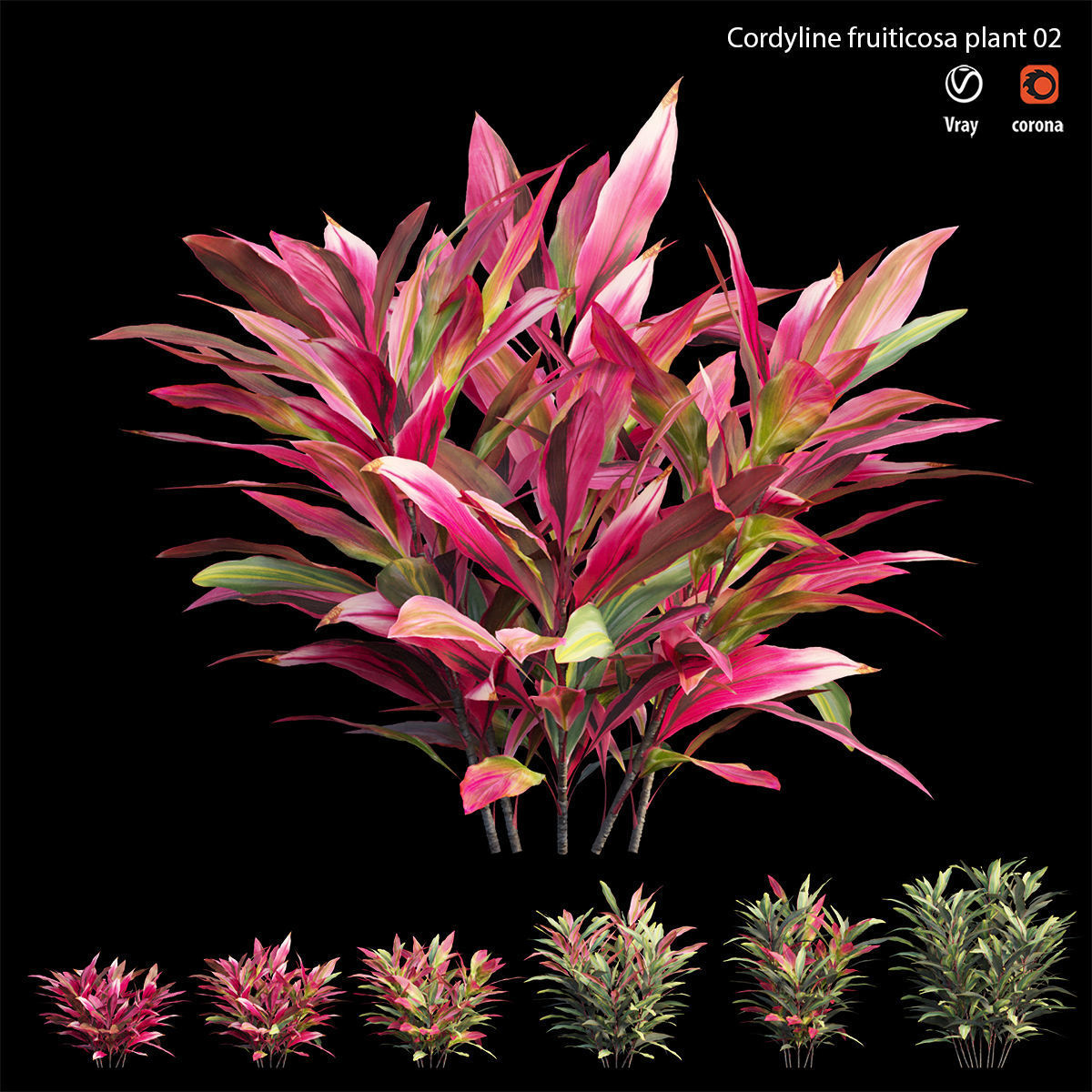 Cordyline Fruticosa plant set 02 Low-poly 3D model_3