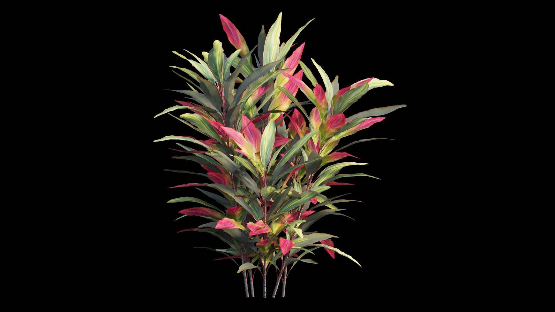 Cordyline Fruticosa plant set 02 Low-poly 3D model_12