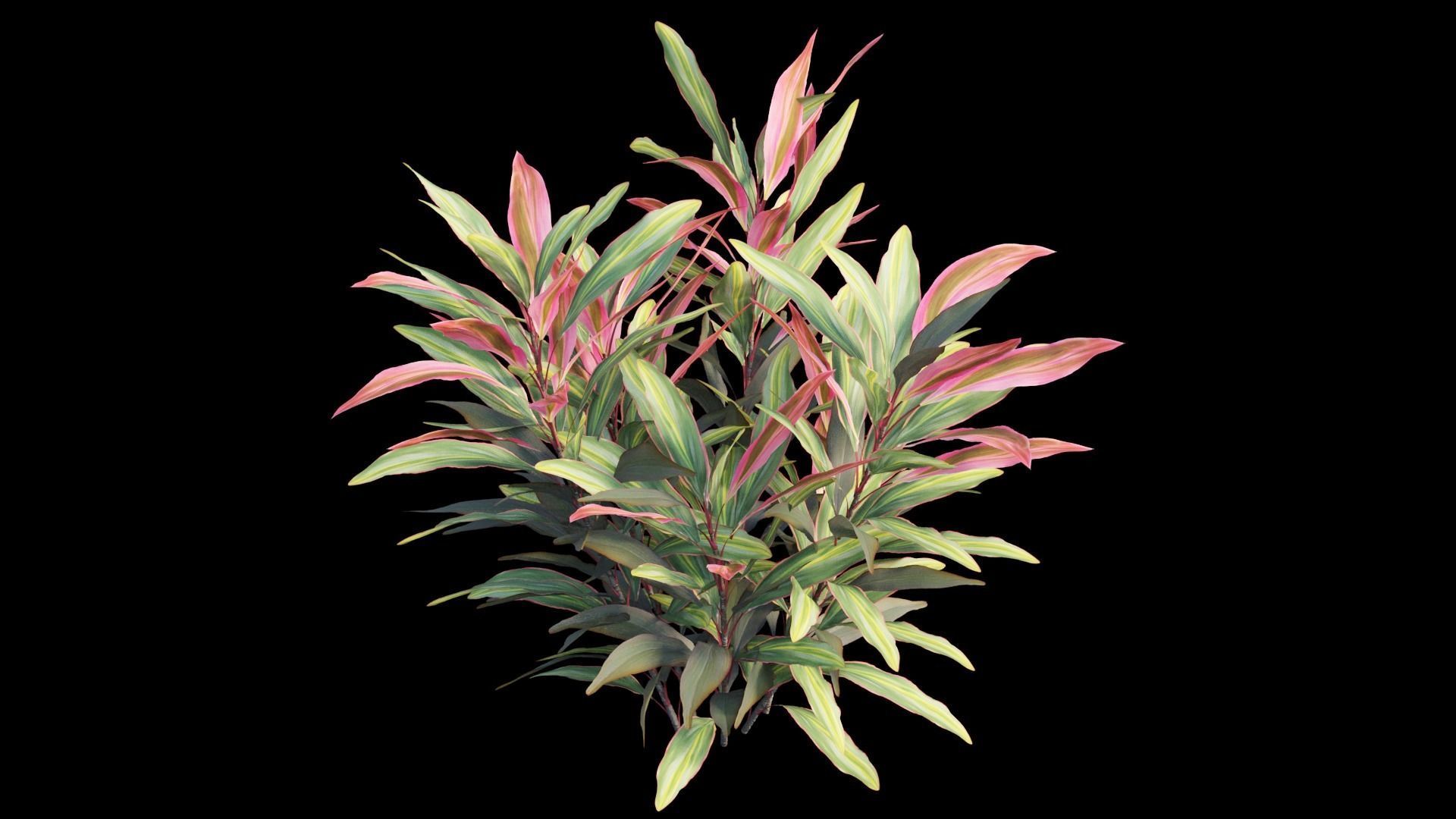 Cordyline Fruticosa plant set 02 Low-poly 3D model_14