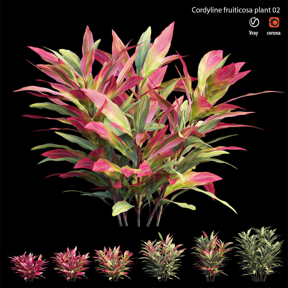 Cordyline Fruticosa plant set 02 Low-poly 3D model_4