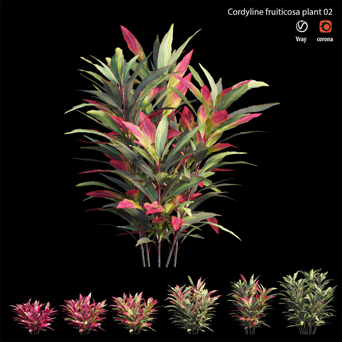 Cordyline Fruticosa plant set 02 Low-poly 3D model_5