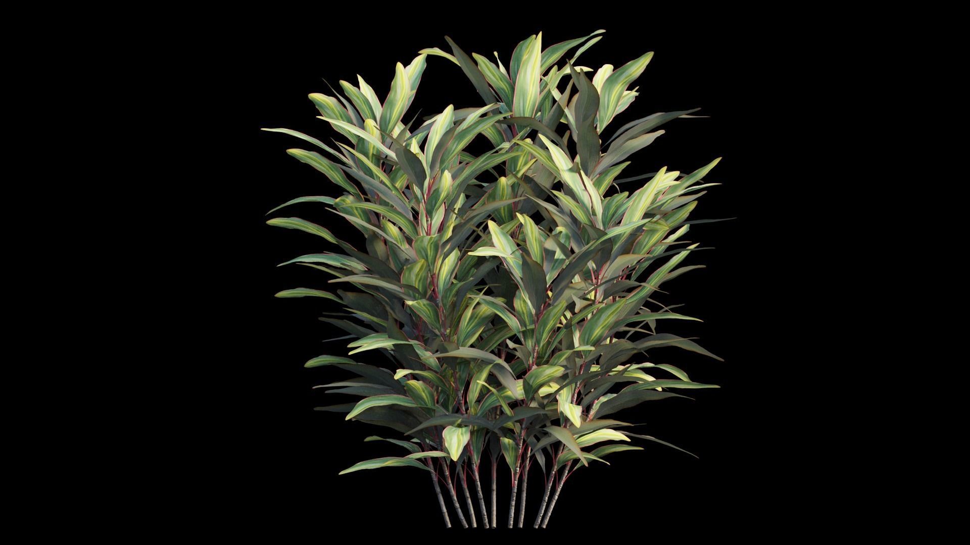 Cordyline Fruticosa plant set 02 Low-poly 3D model_13