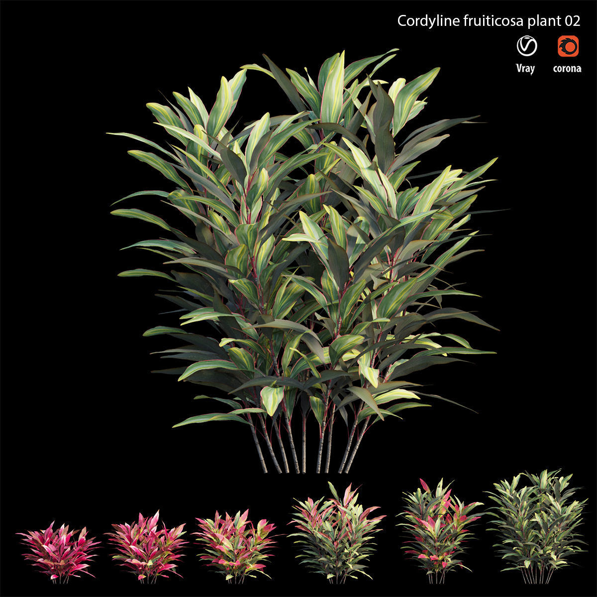 Cordyline Fruticosa plant set 02 Low-poly 3D model_6