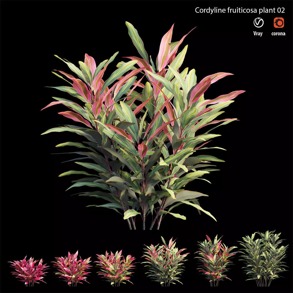 Cordyline Fruticosa plant set 02 Low-poly 3D model_0