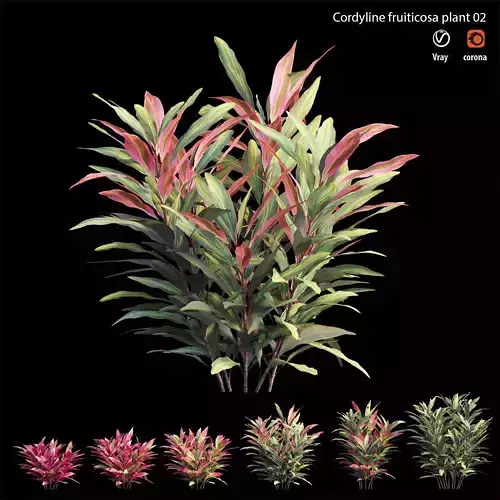 Cordyline Fruticosa plant set 02 Low-poly 3D model