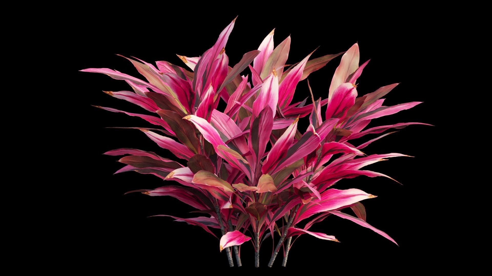 Cordyline Fruticosa plant set 02 Low-poly 3D model_8