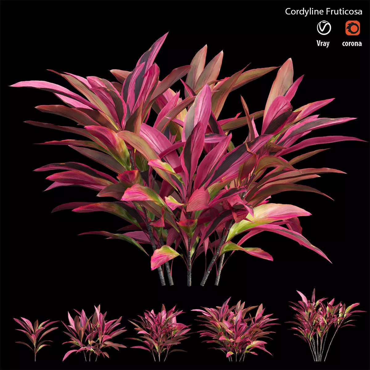 Cordyline Fruticosa Low-poly 3D model_0