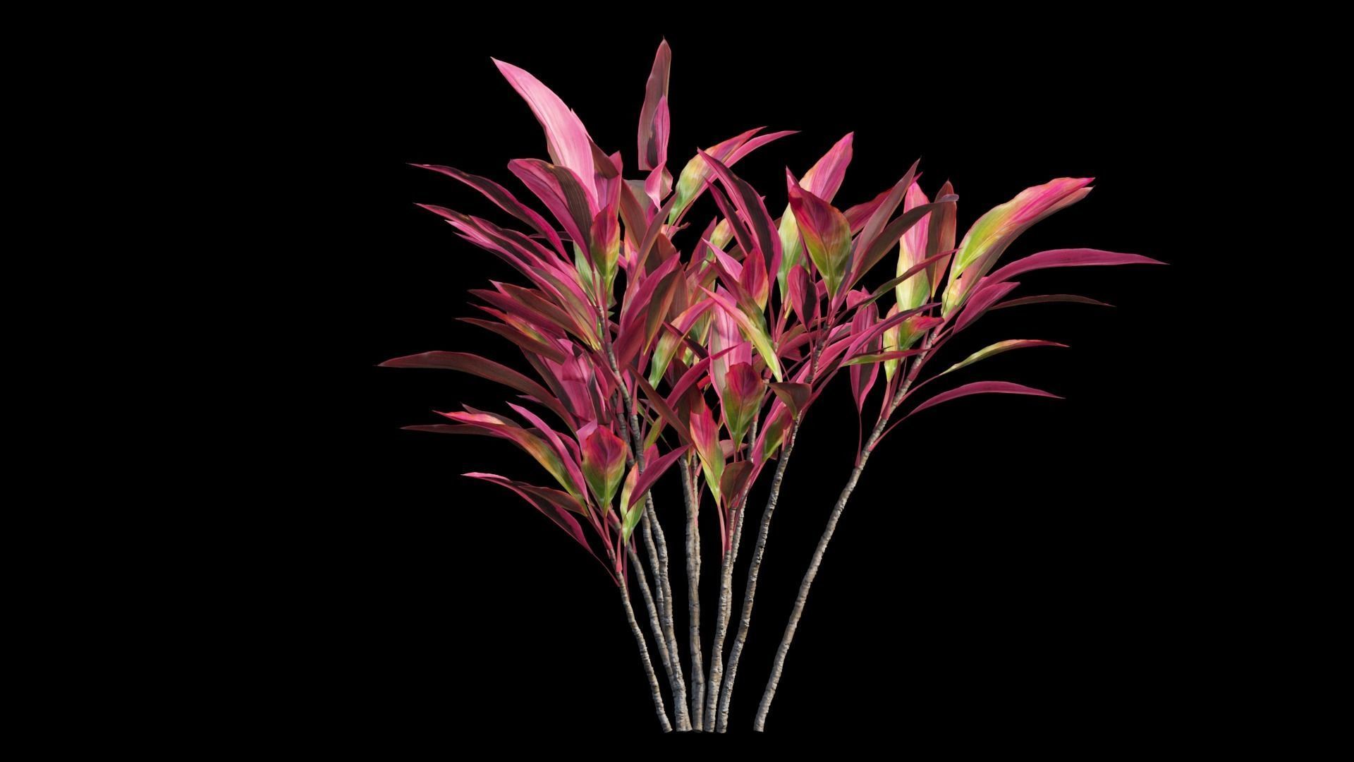 Cordyline Fruticosa Low-poly 3D model_10