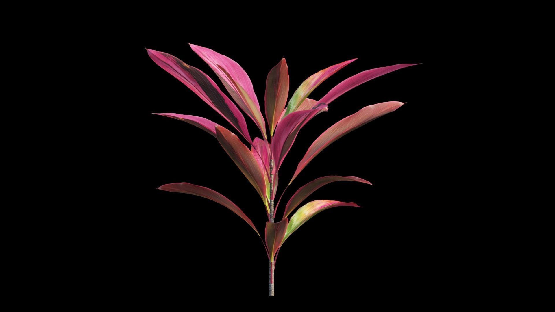 Cordyline Fruticosa Low-poly 3D model_11